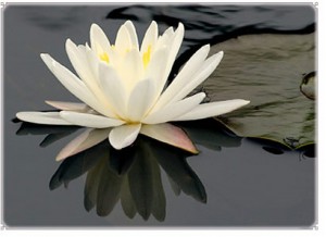 meditation flower
