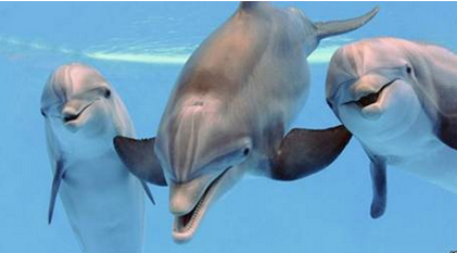 Dolphin Waves ™