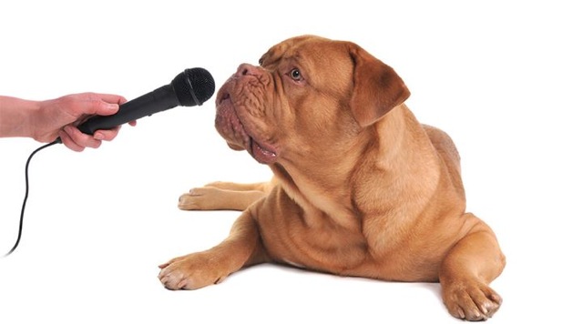 Animal Conversations