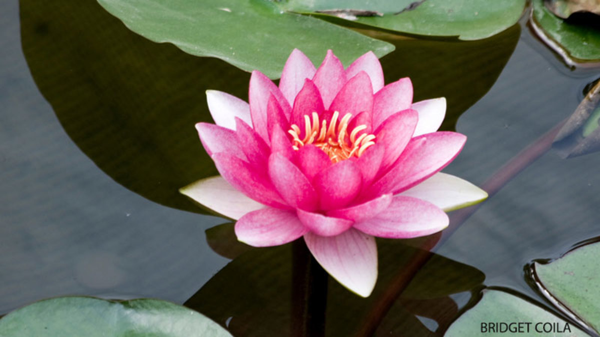 FOLLOW-UP to Eastern Wisdom & Western Science: Buddhist Perspectives – Part II Coming SPRING 2018