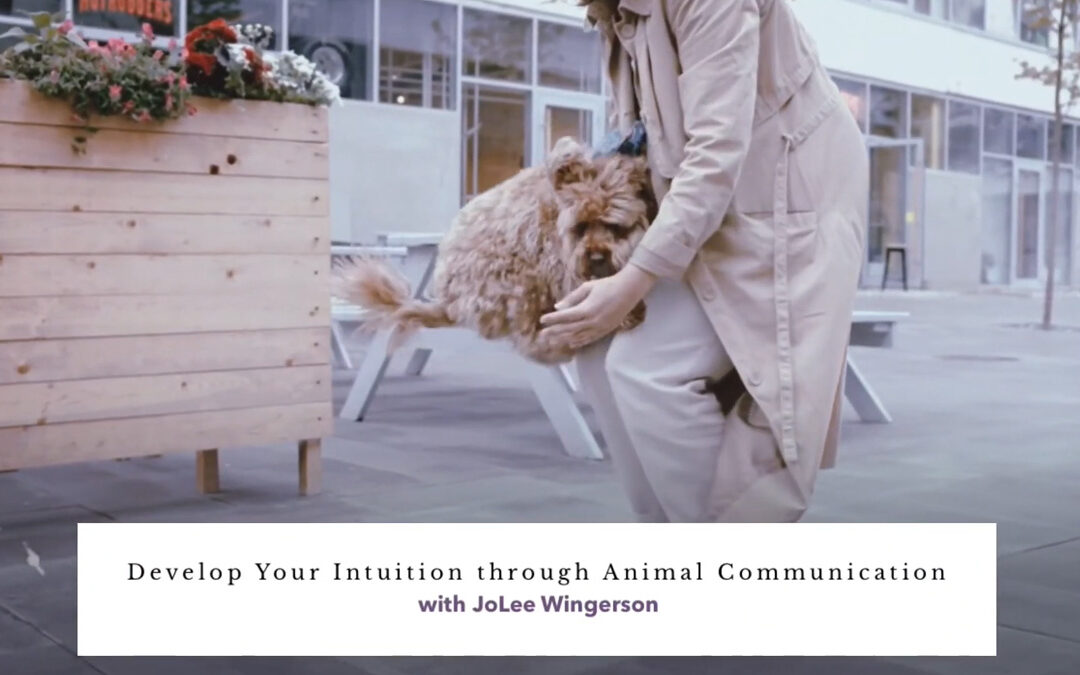 Develop Your Intuition through Animal Communication with JoLee Wingerson
